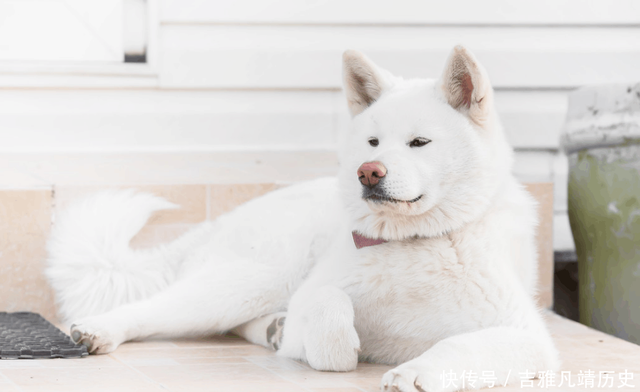 关于秋田犬的白色毛发 快资讯