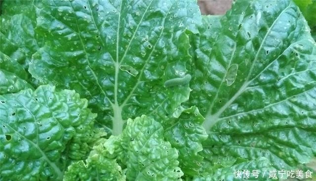 春暖后蔬菜害虫新增 趋光性害虫 十字花科蔬菜受害多 咋防治 快资讯 春暖后蔬菜害虫新增 趋光性害虫 十字花科蔬菜受害多 咋防治 快资讯