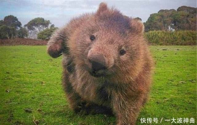 万物有灵 小哥意外救下袋熊宝宝 从此身边多了个跟班 快资讯