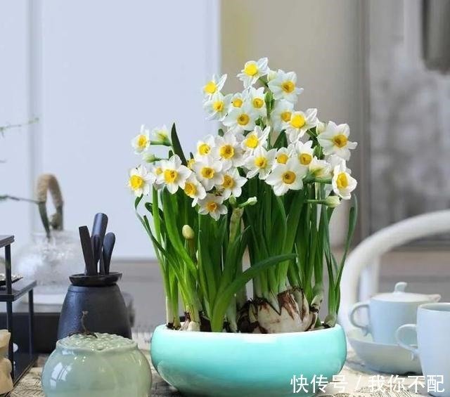 超好种 这二十三种球根植物美极了 随便养几种 一年开花不断 快资讯 超好种 这二十三种球根植物美极了 随便养几种 一年开花不断 快资讯