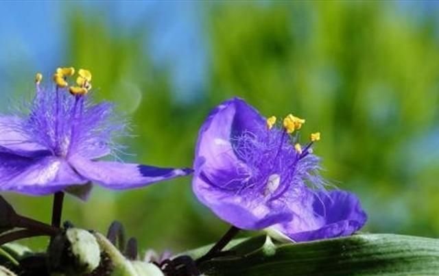 懒人植物紫露草 一晒一浇一剪 轻松爆盆 打造出美好春光 快资讯