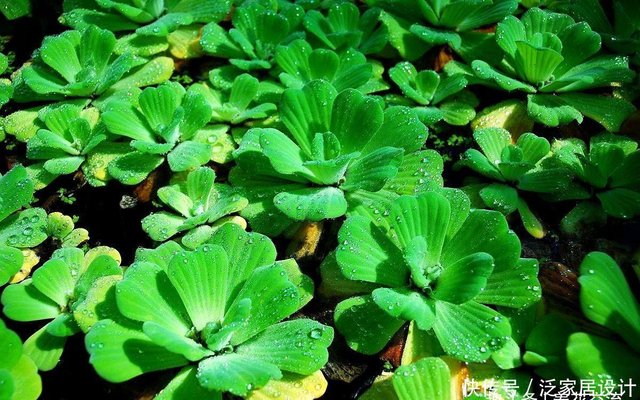6种翠绿的浮水植物 是特容易养好的水生植物 基本是有水就能活 快资讯
