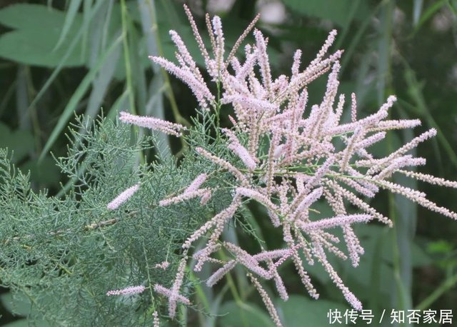 此花姿态婆娑多彩 是防风固沙的优良树种之一 看上去十分的美观 快资讯