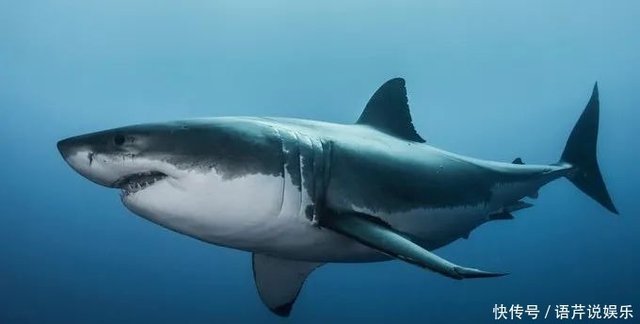 深海神秘巨鲨肉有毒 鳃裂多 嘴如异形 人类对它们认知有限 快资讯 深海神秘巨鲨肉有毒 鳃裂多 嘴如异形 人类对它们认知有限 快资讯
