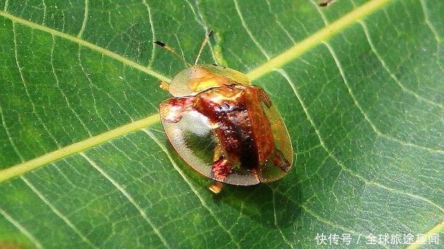 这几种动物 身体自带24k金 堪称现实版 满身尽带黄金甲 快资讯 这几种动物 身体自带24k金 堪称现实版 满身尽带黄金甲 快资讯