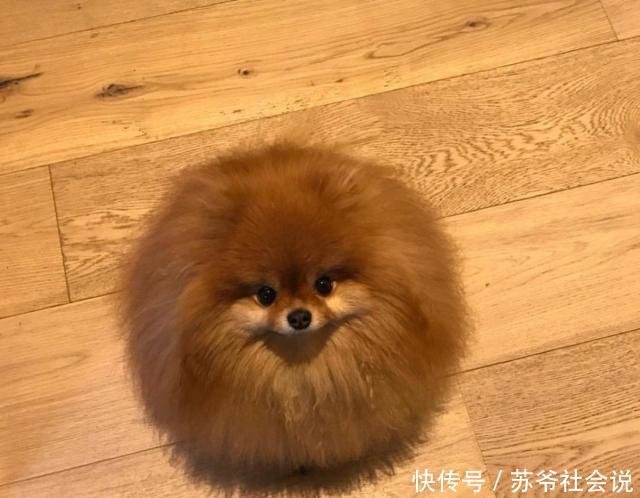 博美犬价格暴跌 从几千到几百 与这4点原因分不开 快资讯