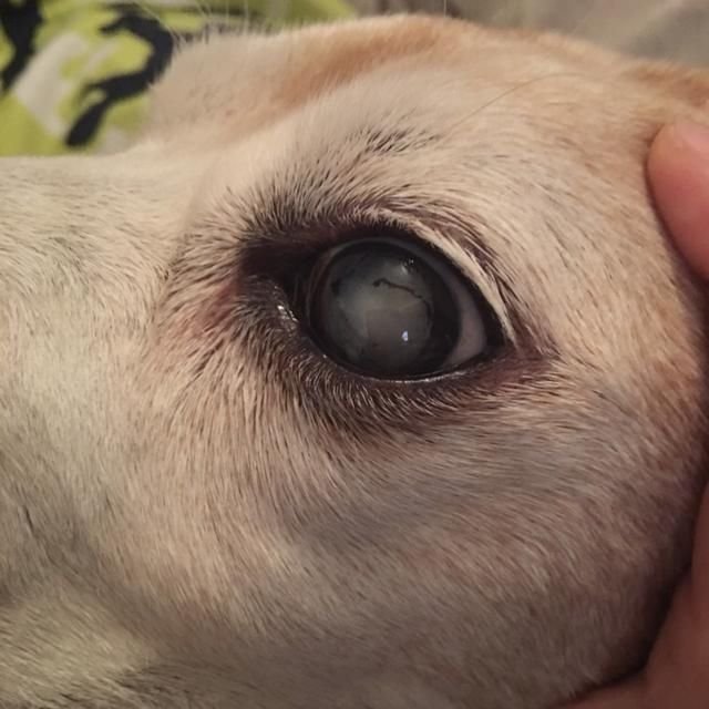 老年犬常见眼疾 以及吃什么有助于狗狗眼睛健康 一篇文全告诉你 快资讯