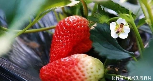 草莓冲施肥用哪个好 草莓结果用什么肥 给草莓施什么肥料好 快资讯