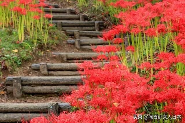 日本各地彼岸花观赏名地 本来是悲情的花却带给人娇艳视觉享受 快资讯