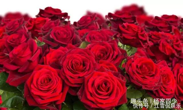 七夕情人节快到了 记得要送给伴侣玫瑰花哦 不要学小编哦 快资讯