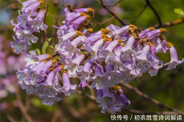 清明桐花诗词8首 仰头看桐树 桐花特可怜 梧子结千年 快资讯