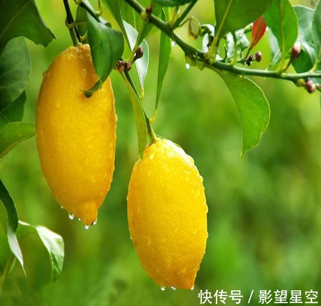 可观赏可食用的四季香水柠檬盆栽 经验告诉你能四季挂果满盆 快资讯