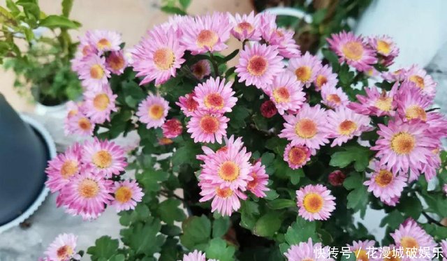 喜欢菊花 不如养盆荷兰菊 轻松开出花海 好养好看 快资讯