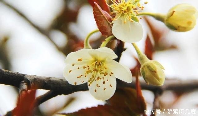 台湾林檎 苹果属海棠花开第一枝 快资讯