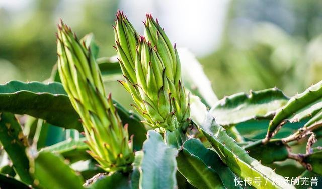 火龙果疏花疏果要点总结 花期管理干货分享 快资讯 火龙果疏花疏果要点总结 花期管理干货分享 快资讯