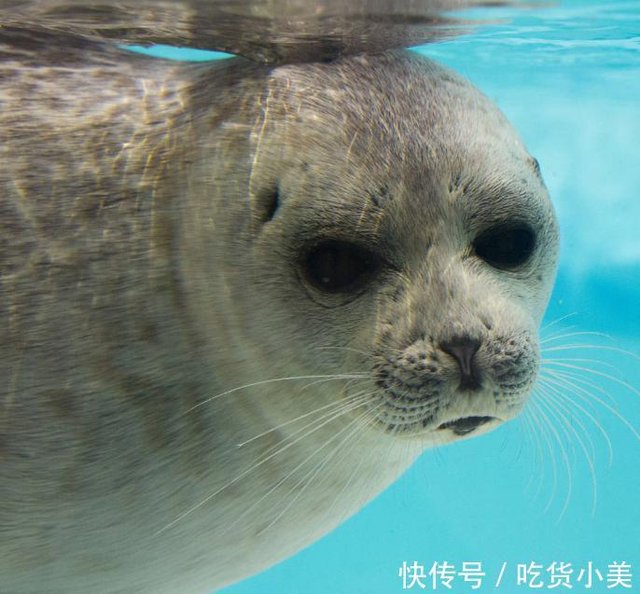 五一假期日本旅行攻略 大阪海游馆值得去吗 全球最大水族馆 快资讯