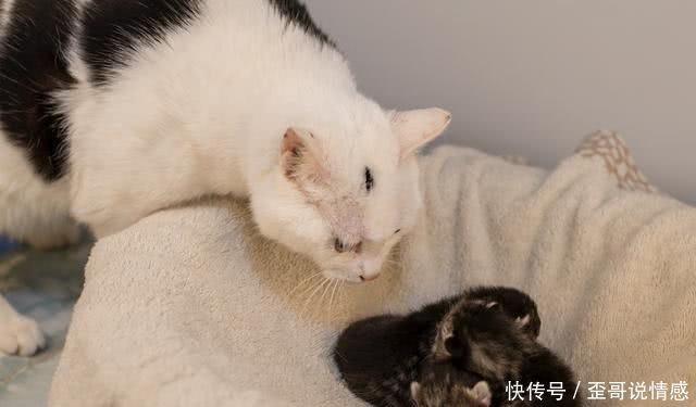 喵星人生完小猫几天后 为什么总叼着 小猫 往铲屎官怀里塞 快资讯