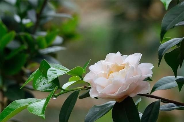 席慕容说 我不能无视地走过一棵开花的树 说的是什么花 快资讯 席慕容说 我不能无视地走过一棵开花的树 说的是什么花 快资讯