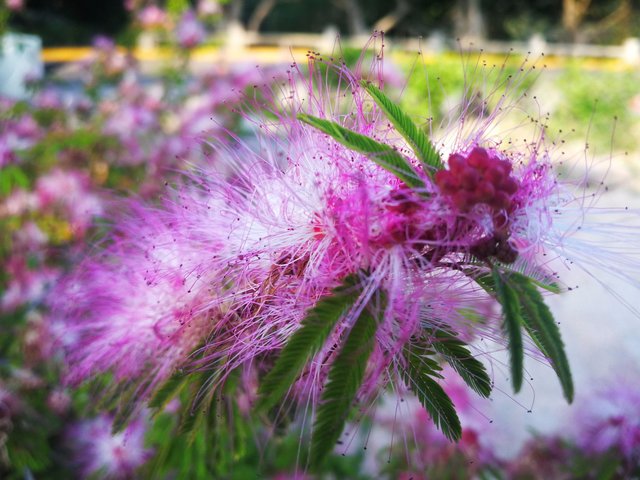 美姿秀色挡不住 香水合欢吐芬芳 花形酷似粉扑 叶如含羞草闭合 快资讯