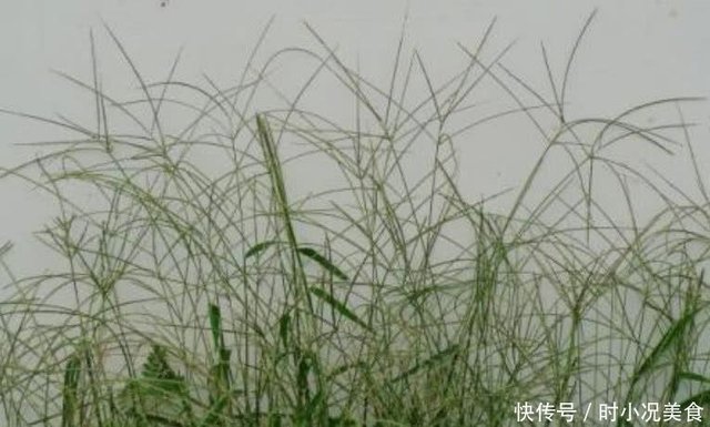 常长在路边的马唐是一种优质饲草 贴地生长生命力极强不容易踩死 快资讯 常长在路边的马唐是一种优质饲草 贴地生长生命力极强不容易踩死 快资讯