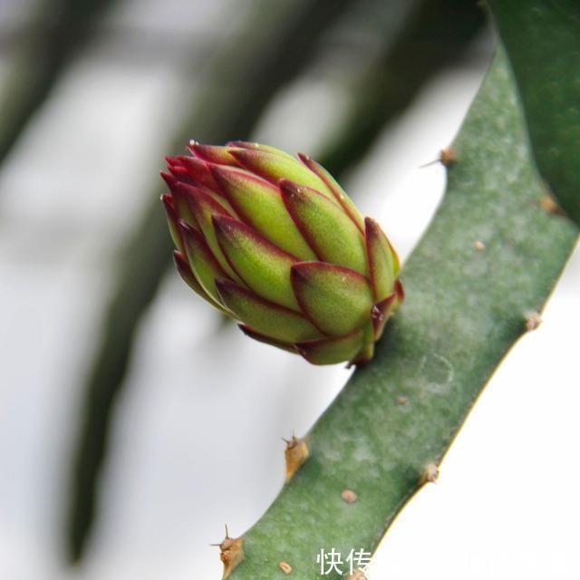 火龙果疏花疏果要点总结 花期管理干货分享 快资讯 火龙果疏花疏果要点总结 花期管理干货分享 快资讯