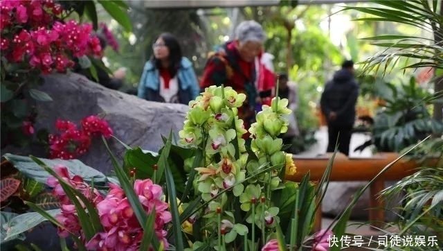 活动推荐 正月十五专家带您识花草 兰花专场 快资讯 活动推荐 正月十五专家带您识花草 兰花专场 快资讯