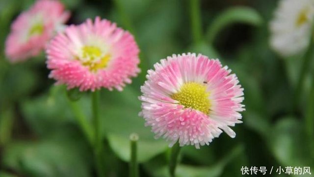 6月到了 不如养一盆 七月菊 吧 花姿婀娜优雅 颜值高寓意好 快资讯 6月到了 不如养一盆 七月菊 吧 花姿婀娜优雅 颜值高寓意好 快资讯