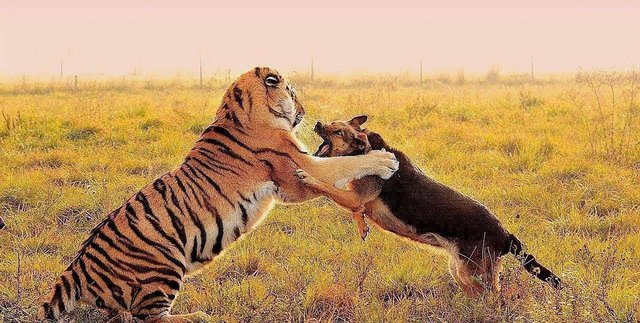 外国人质疑东北虎实力 用比特犬来干掉老虎 镜头记录下全过程 快资讯 外国人质疑东北虎实力 用比特犬来干掉老虎 镜头记录下全过程 快资讯