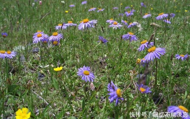 农村一种常见植物 样子像菊花 作用可不小 价值珍贵 快资讯