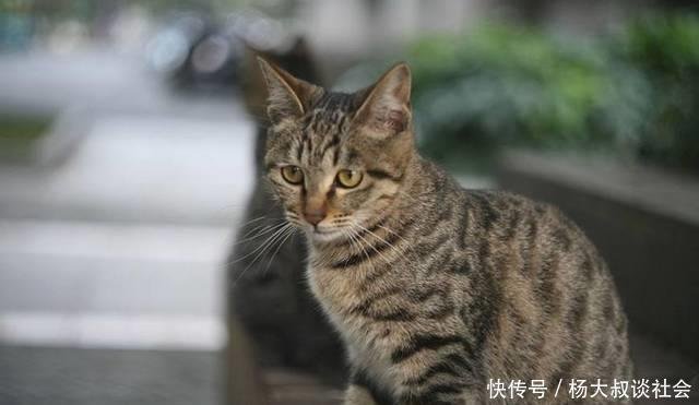 中国原生猫 狸花猫 快资讯