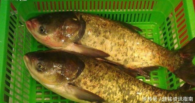 怎样保存鲜鱼直接放冰箱就错了 多加1步 随时吃都新鲜 快资讯 怎样保存鲜鱼直接放冰箱就错了 多加1步 随时吃都新鲜 快资讯