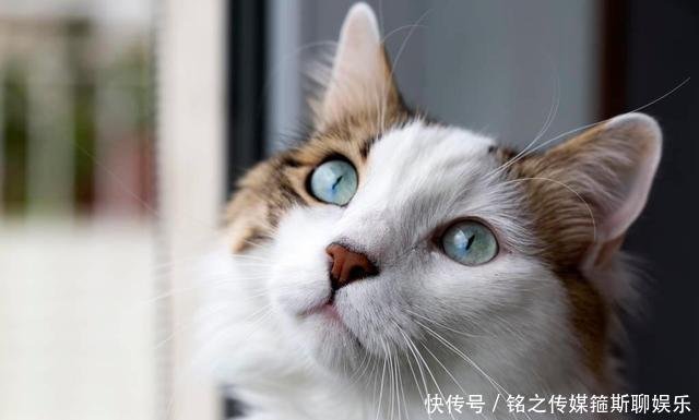 猫咪高冷不亲人 试试弃猫效应 快资讯