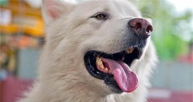 据说牙龈颜色反应狗狗健康 你注意了吗 快资讯
