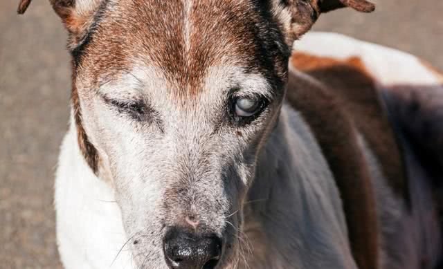 老年犬有痛说不出 了解狗狗老年的常见疾病 帮它们安度幸福晚年 快资讯