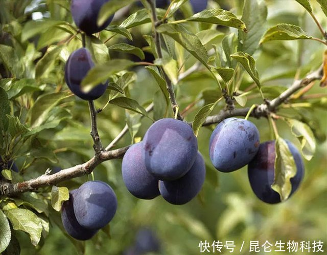 西梅打什么叶面肥 西梅防裂叶面肥用哪个肥料 西梅施什么肥料 快资讯 西梅打什么叶面肥 西梅防裂叶面肥用哪个肥料 西梅施什么肥料 快资讯