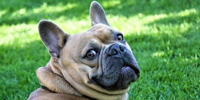 狗狗体温 心率和呼吸频率反应狗狗身体情况 你的狗狗是否达标 快资讯