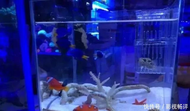 魚缸水质浑浊咋办万万别再换水了 我告诉你怎么做 轻松2步干净无菌 快资讯