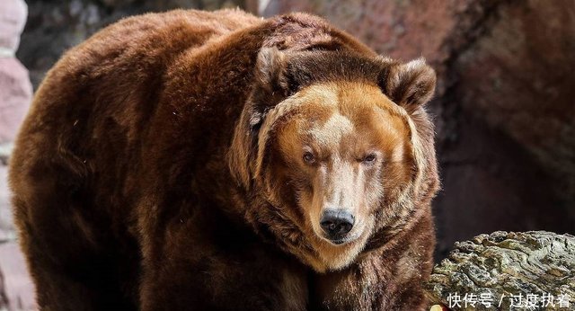 毛熊之国 大部分俄罗斯人认为熊是祖国最合适象征 快资讯 毛熊之国 大部分俄罗斯人认为熊是祖国最合适象征 快资讯