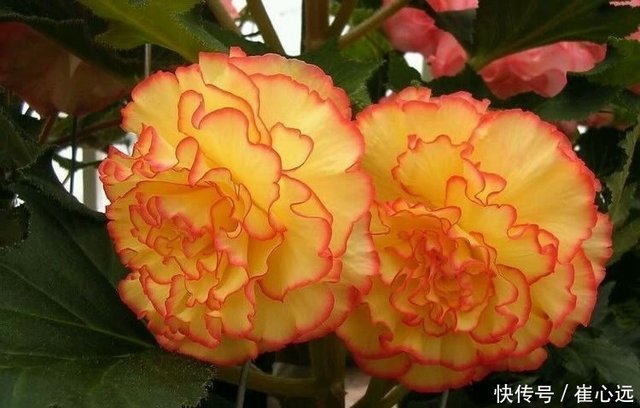 此4种花比百合都要香好多 还易爆盆 养在阳台瞬间变 花海 快资讯