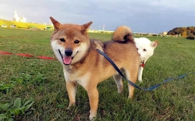 光知道柴犬当然还不够 柴犬还分4个品种 你见过几种 快资讯