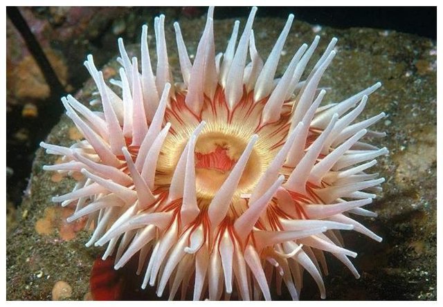很多人以为海葵不伤害小丑鱼 是因为友谊 其实是因为欺骗 快资讯