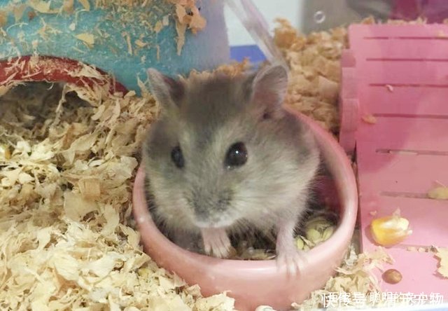 仓鼠是不是鼠类 生物 敲黑板 分类学这么分 快资讯