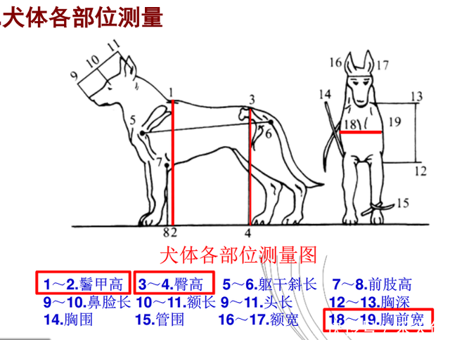 专业从犬的身体结构和外貌特征 判断犬的类型 快资讯