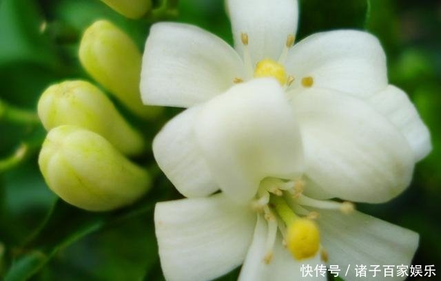 这花和茉莉花很相似 开花香花量大 名叫九里香更值得养 快资讯