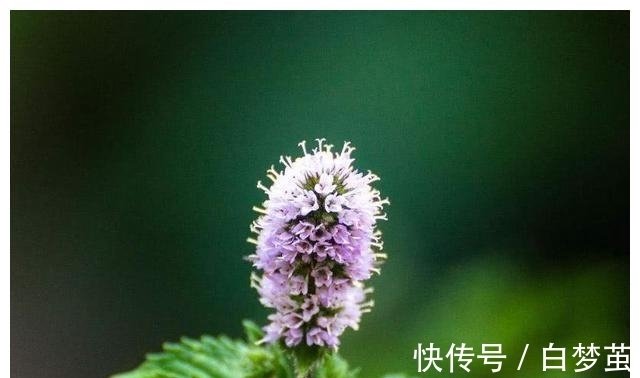 周末6月12日13日牛 蛇 狗三生肖风生水起衣食无忧 快资讯