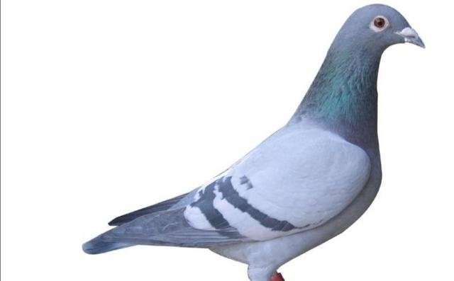 国内主要优良鸽种 石岐鸽 快资讯 国内主要优良鸽种 石岐鸽 快资讯