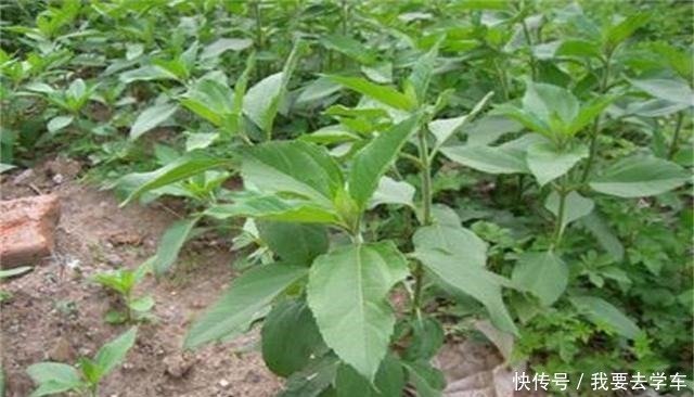 冬季这菜刚出土 遇见多买些 晒干腌一腌存起来 锅中一炒比肉香 快资讯 冬季这菜刚出土 遇见多买些 晒干腌一腌存起来 锅中一炒比肉香 快资讯