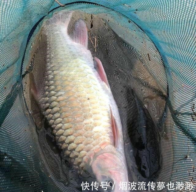 草鱼和鲤鱼的后代这种怪鱼西南地区才有 人称 青竹鲤 快资讯
