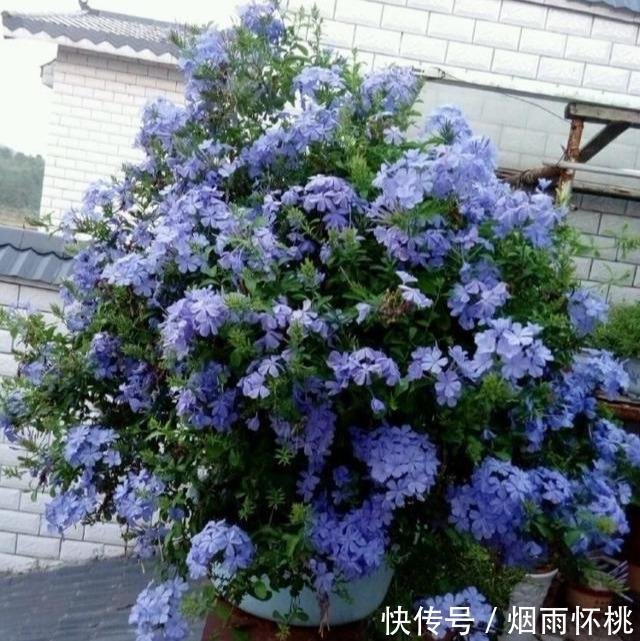 太阳下的 蓝色妖姬 家里养一盆 六月呼呼飘 雪花 快资讯