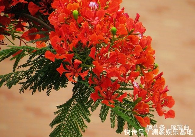 此花叶似凰羽花如凤冠 像火一样明亮 赤红之色代表着无尽的思念 快资讯 此花叶似凰羽花如凤冠 像火一样明亮 赤红之色代表着无尽的思念 快资讯